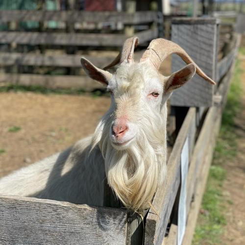 A close-up of a white goat with long horns and a fluffy beard, peering over a wooden fence in a farm setting.