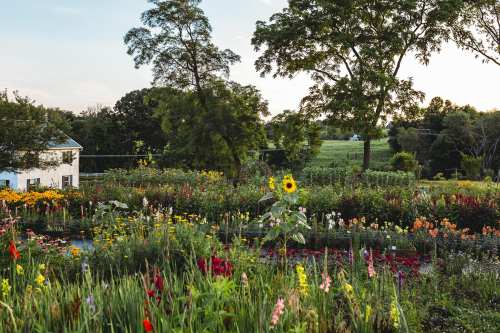 A vibrant garden filled with colorful flowers and a farmhouse, surrounded by trees and fields under a clear sky.