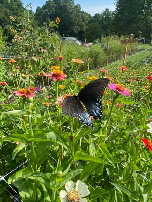 A black butterfly perched on colorful flowers in a sunny garden, surrounded by greenery.