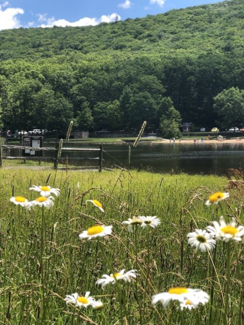 A serene lake surrounded by green hills, with wildflowers in the foreground and a clear blue sky above.