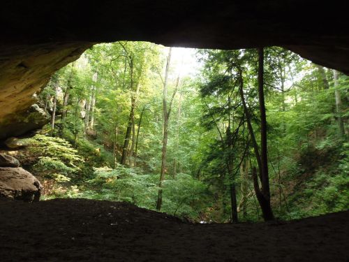 View from a cave opening, showcasing a lush green forest with tall trees and dappled sunlight filtering through.