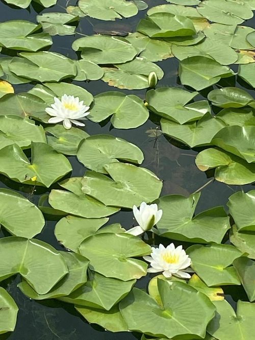 White water lilies bloom among green lily pads on a calm pond.