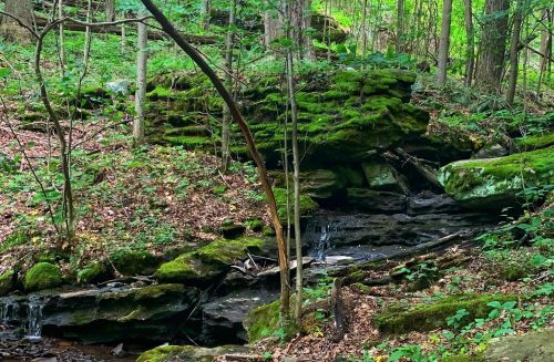 A moss-covered rock formation in a lush green forest, with a small stream flowing over the stones.
