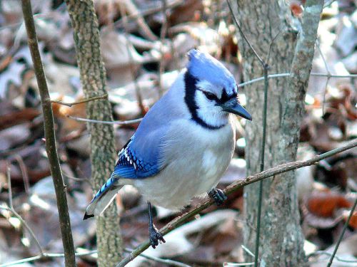 A blue jay perched on a branch, surrounded by trees and fallen leaves, showcasing its vibrant blue and white plumage.