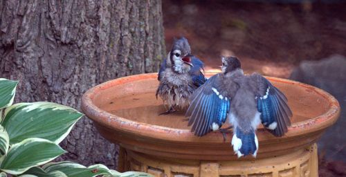 Two blue jays splashing in a birdbath, surrounded by greenery and a tree trunk in the background.