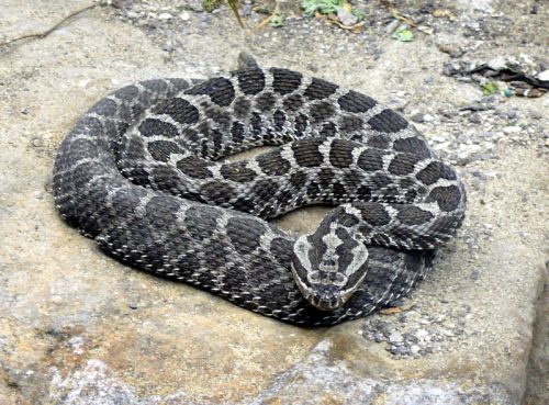 A coiled snake with a patterned gray and black body resting on a rocky surface.