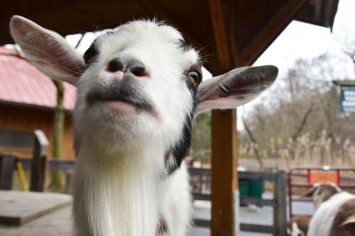 A close-up of a curious goat with a white and black coat, looking directly at the camera.