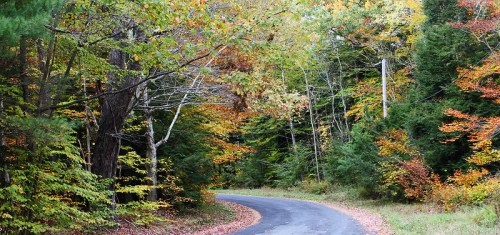 A winding road surrounded by vibrant autumn foliage in a serene forest setting.