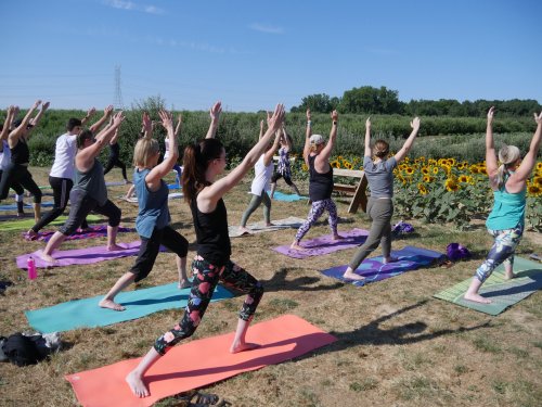 A group of people practicing yoga outdoors in a field, surrounded by sunflowers and under a clear blue sky.