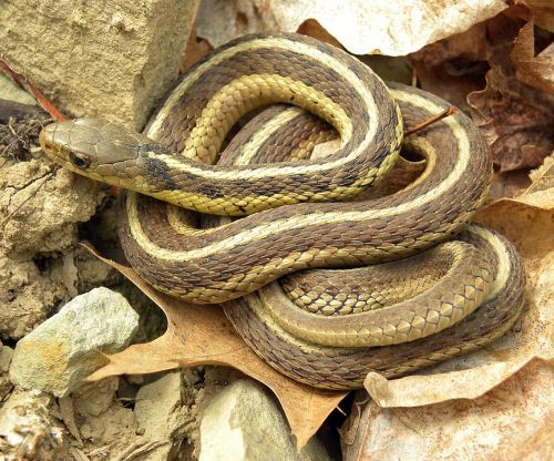 A coiled snake with a patterned brown and yellow body resting on dry leaves and rocks.