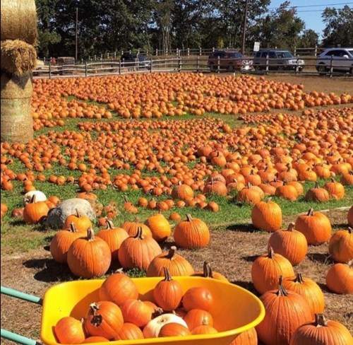 A vast pumpkin patch filled with numerous orange pumpkins, with a wheelbarrow in the foreground.