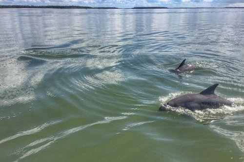 Two dolphins swim gracefully in calm, greenish water under a partly cloudy sky.