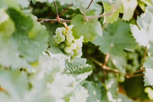 A close-up of green grape clusters nestled among lush green leaves.