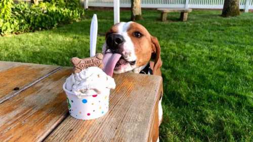 A happy dog eagerly licks a cup of ice cream topped with a dog treat, set on a wooden table in a grassy area.