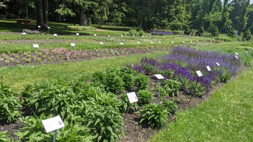A vibrant garden with rows of colorful flowers and plants, labeled with signs, surrounded by lush greenery.
