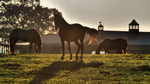 Silhouetted horses grazing in a sunlit field with a barn in the background during golden hour.