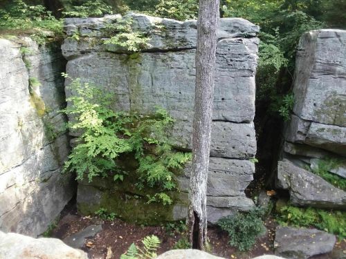 A large rock formation with moss and small trees growing in a forested area.