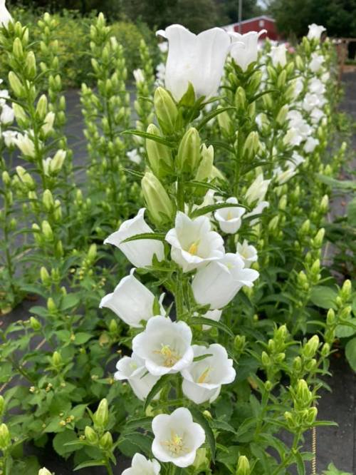 A close-up of white bell-shaped flowers growing among green foliage in a garden setting.