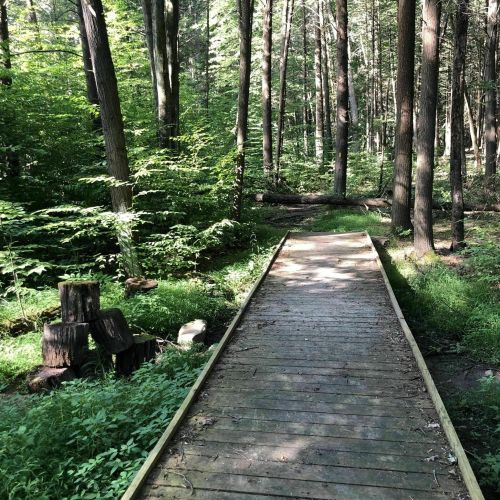A wooden path through a lush green forest, surrounded by tall trees and sunlight filtering through the leaves.