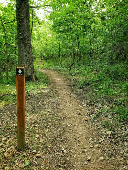 A dirt path winding through a lush green forest, marked by a wooden sign with an upward arrow.