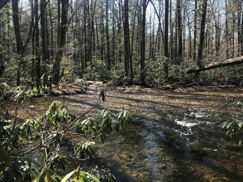 A serene forest scene with a clear stream flowing through trees and lush greenery under bright sunlight.