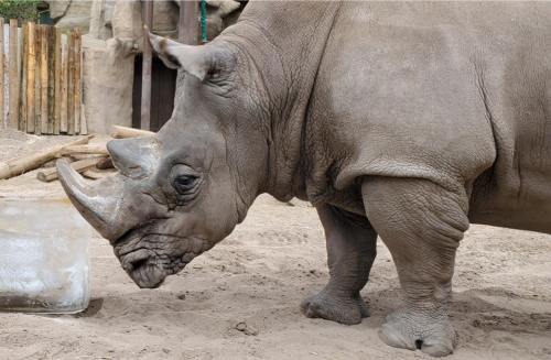 A close-up of a rhinoceros standing on sandy ground, with a textured gray skin and a prominent horn.