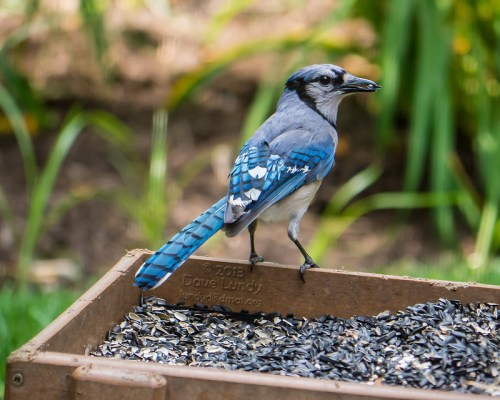 A blue jay perched on a feeder filled with sunflower seeds, surrounded by greenery.