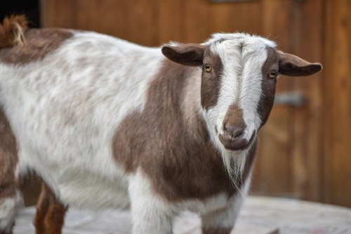 A close-up of a brown and white goat with a curious expression, standing in front of a wooden background.