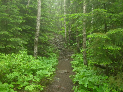 A misty forest path surrounded by lush green foliage and tall trees, leading through rocky terrain.