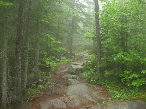 A misty forest path winding through lush green trees and rocky terrain.