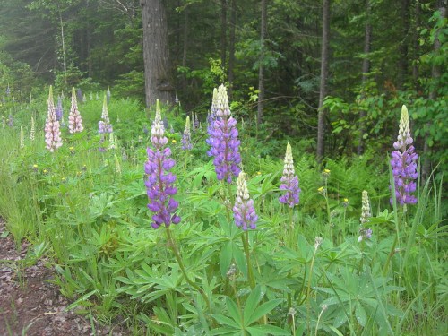 A vibrant field of purple and pink lupine flowers surrounded by lush green foliage and trees.