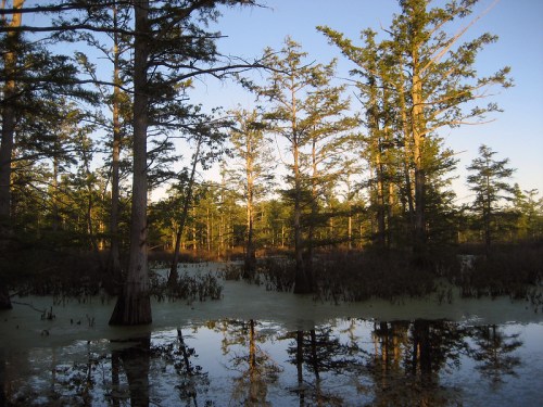 A serene swamp scene with tall trees reflecting in still water, surrounded by lush greenery and a clear blue sky.
