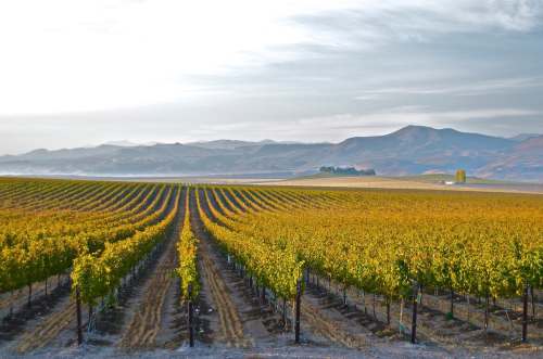 A scenic vineyard with rows of grapevines, rolling hills, and a cloudy sky in the background.