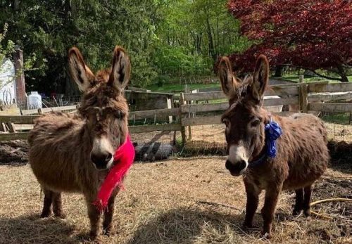 Two donkeys wearing colorful scarves stand in a grassy area with hay and wooden fencing in the background.