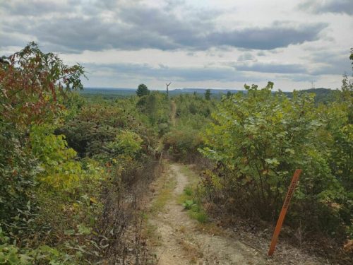 A winding dirt path through lush greenery, leading to a distant hill under a cloudy sky.