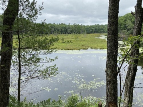 A serene wetland scene with calm water, green vegetation, and trees framing the view under a cloudy sky.