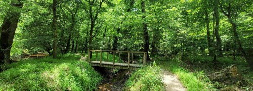 A wooden bridge spans a small stream in a lush, green forest filled with trees and vibrant foliage.
