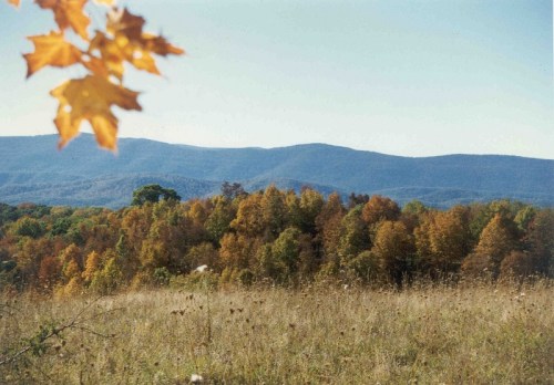 A scenic view of colorful autumn trees in a field, with mountains in the background under a clear blue sky.