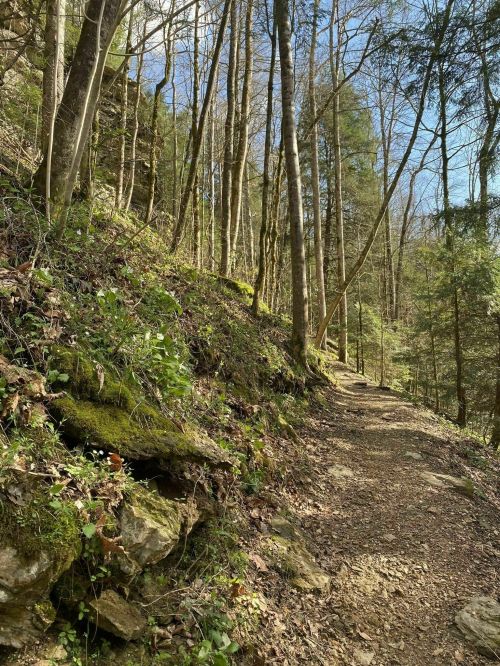 A winding dirt path through a forest with tall trees and rocky terrain, illuminated by soft sunlight.