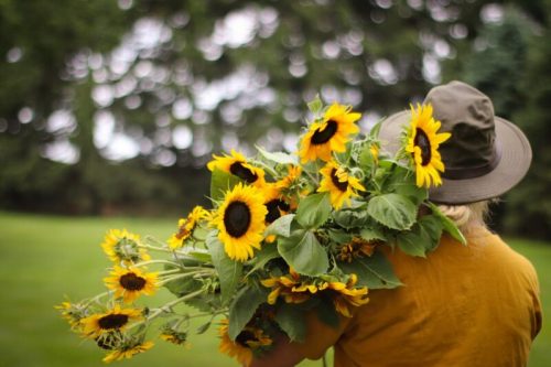 A person in a hat carries a large bouquet of sunflowers in a green outdoor setting.