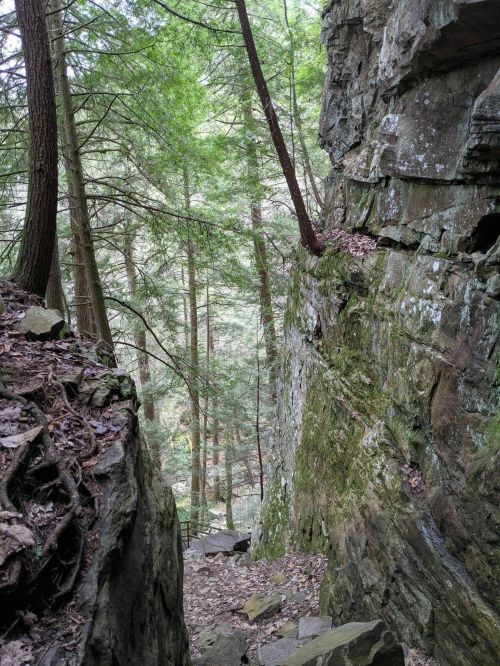 A rocky path leads down between steep cliffs, surrounded by lush green trees in a serene forest setting.