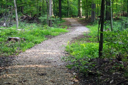 A winding gravel path through a lush green forest, surrounded by trees and undergrowth.
