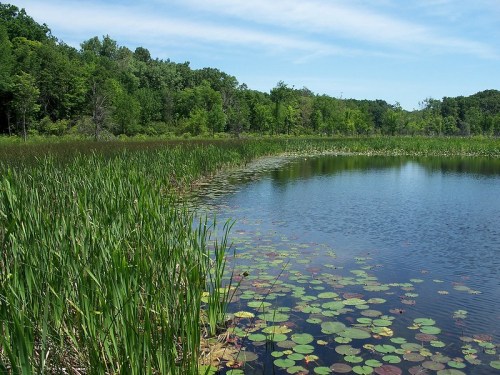 A serene pond surrounded by lush greenery and lily pads, under a clear blue sky.