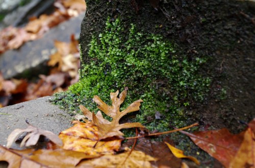 Close-up of moss growing on a rock, surrounded by fallen autumn leaves in various shades of brown and orange.