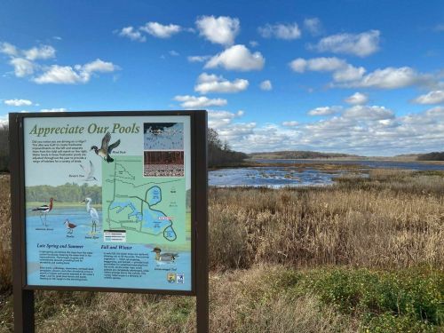 A sign about local wildlife overlooks a serene wetland with blue skies and fluffy clouds in the background.