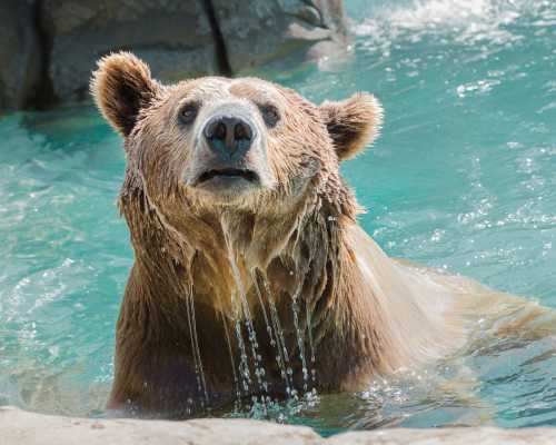 A bear emerges from water, droplets cascading down its fur, with a curious expression against a rocky backdrop.