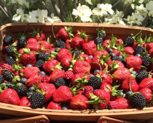 A wooden basket overflowing with fresh strawberries, blackberries, and blueberries, surrounded by white flowers.