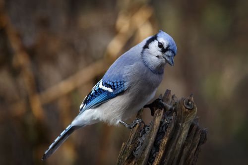 A blue jay perched on a wooden stump, showcasing its vibrant blue and white feathers against a blurred background.