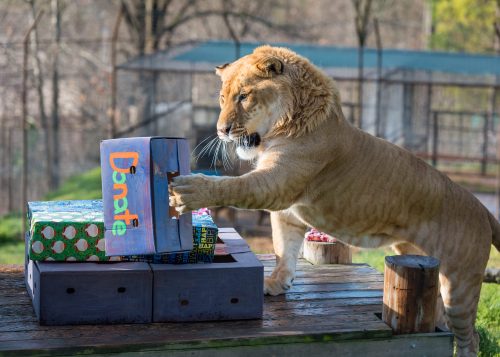 A lion interacts with a colorful donation box beside wrapped gifts in a natural setting.