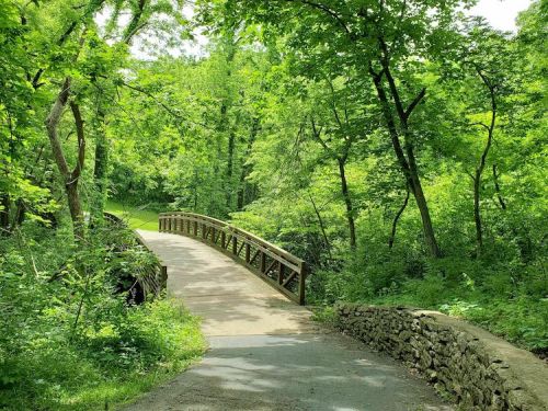 A wooden bridge spans a path through a lush, green forest filled with trees and vibrant foliage.